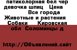 патиколорная бел/чер девочка шпиц › Цена ­ 15 000 - Все города Животные и растения » Собаки   . Кировская обл.,Соломинцы д.